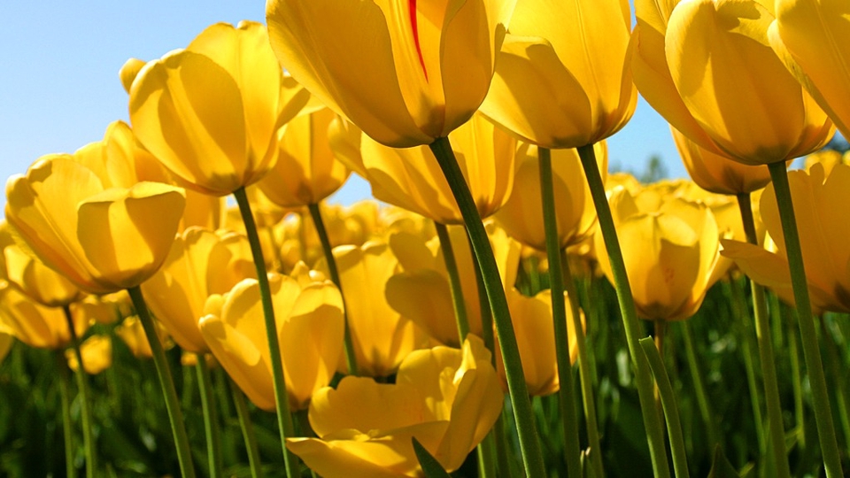 JASA ACCOUNTING & FINANCE