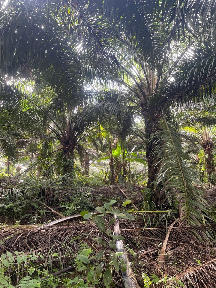 Jasa Lainnya - Agronomi Tanaman Perkebunan - 4