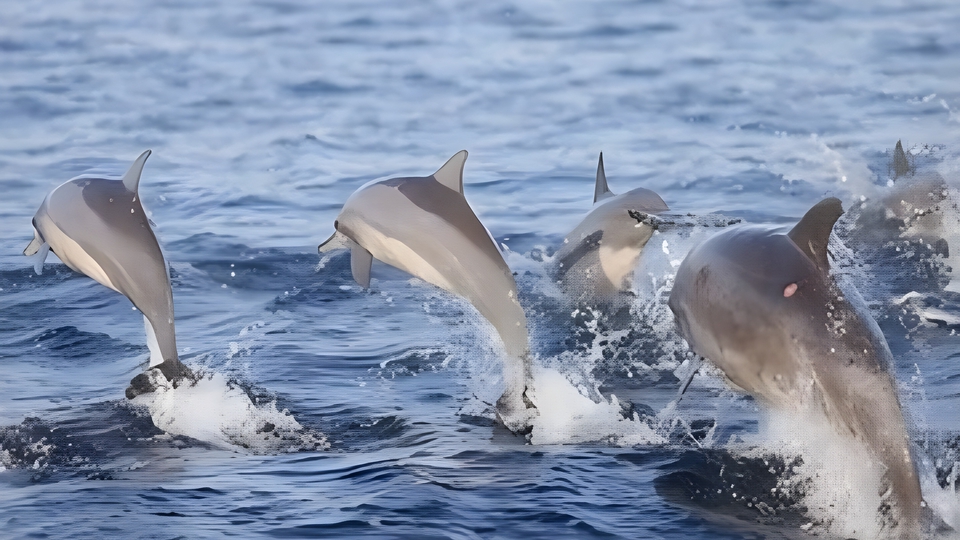 Stenella longirostris atau spinner dolphin.