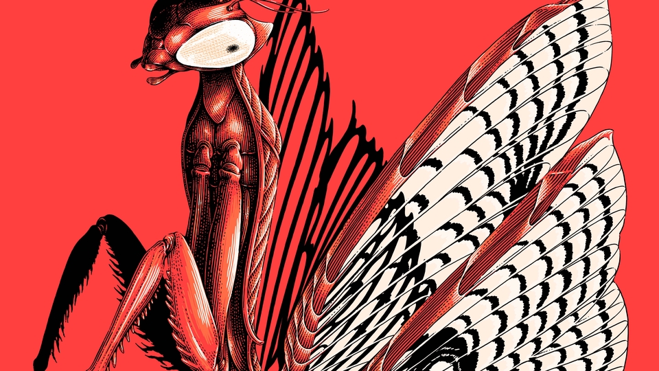 Gambar dan Ilustrasi - Ilustrasi Line Art / Engraving Art - 28