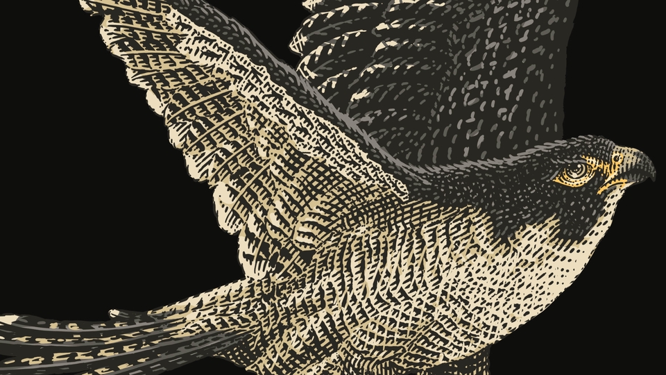 Gambar dan Ilustrasi - Ilustrasi Line Art / Engraving Art - 18