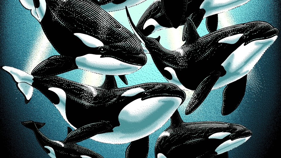 Gambar dan Ilustrasi - Ilustrasi Line Art / Engraving Art - 10