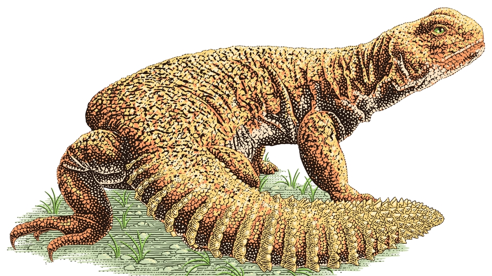 Gambar dan Ilustrasi - Ilustrasi Line Art / Engraving Art - 19