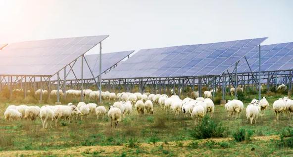 Jasa Lainnya - Consultant Pengadaan dan Pemasangan Solar cell/Panel Surya - 13
