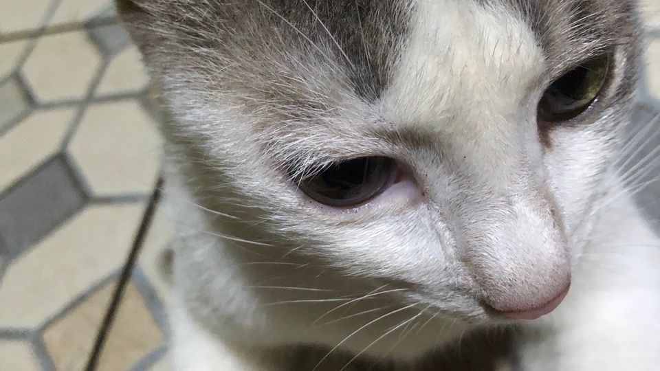 Haiii nama ku pujiii