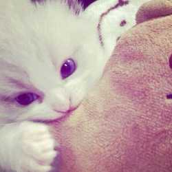 auliaa