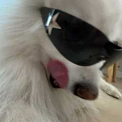 dhitaa
