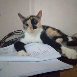 Deandra Damayanti