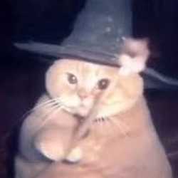Cat Wizard