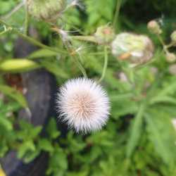 creative cendekia